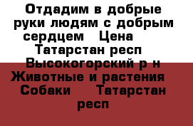 Отдадим в добрые руки людям с добрым сердцем › Цена ­ 0 - Татарстан респ., Высокогорский р-н Животные и растения » Собаки   . Татарстан респ.